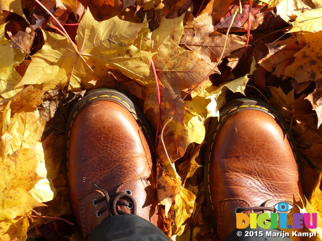 FZ024259 New shoes in autumn leaves